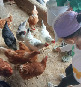 Excursió a la granja